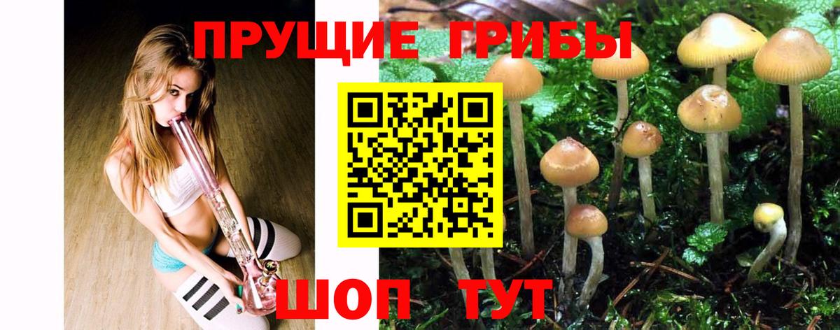 Северск  сколько стоит  Вход с VPN  Галлюциногенные грибы GOLDEN TEACHER 